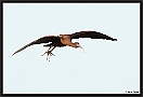 zwarte ibis MG 2064 kopie